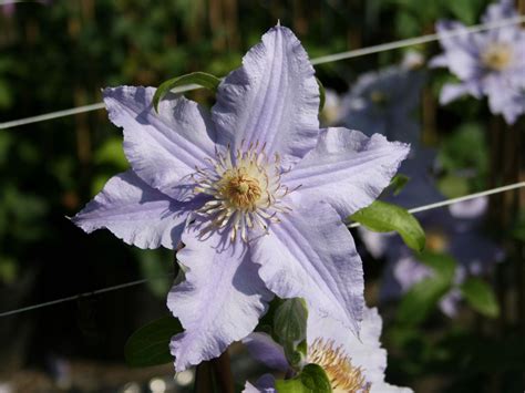 Clematis triomphe evipo 117 .